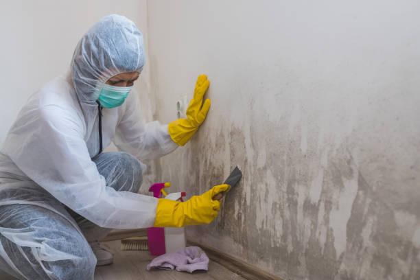 Best DIY Mold Remediation Support Services in North Amityville, NY