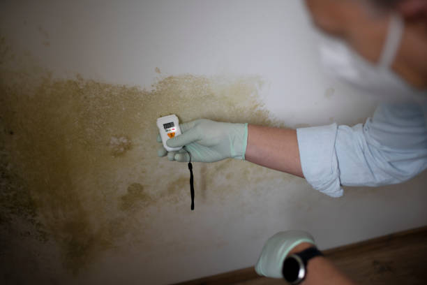 Best Black Mold Remediation in North Amityville, NY