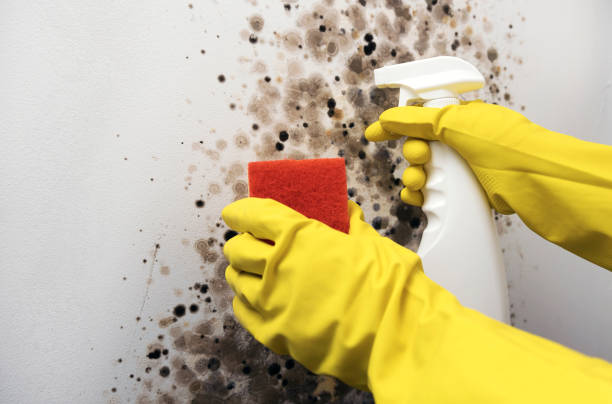 Best Emergency Mold Remediation in North Amityville, NY